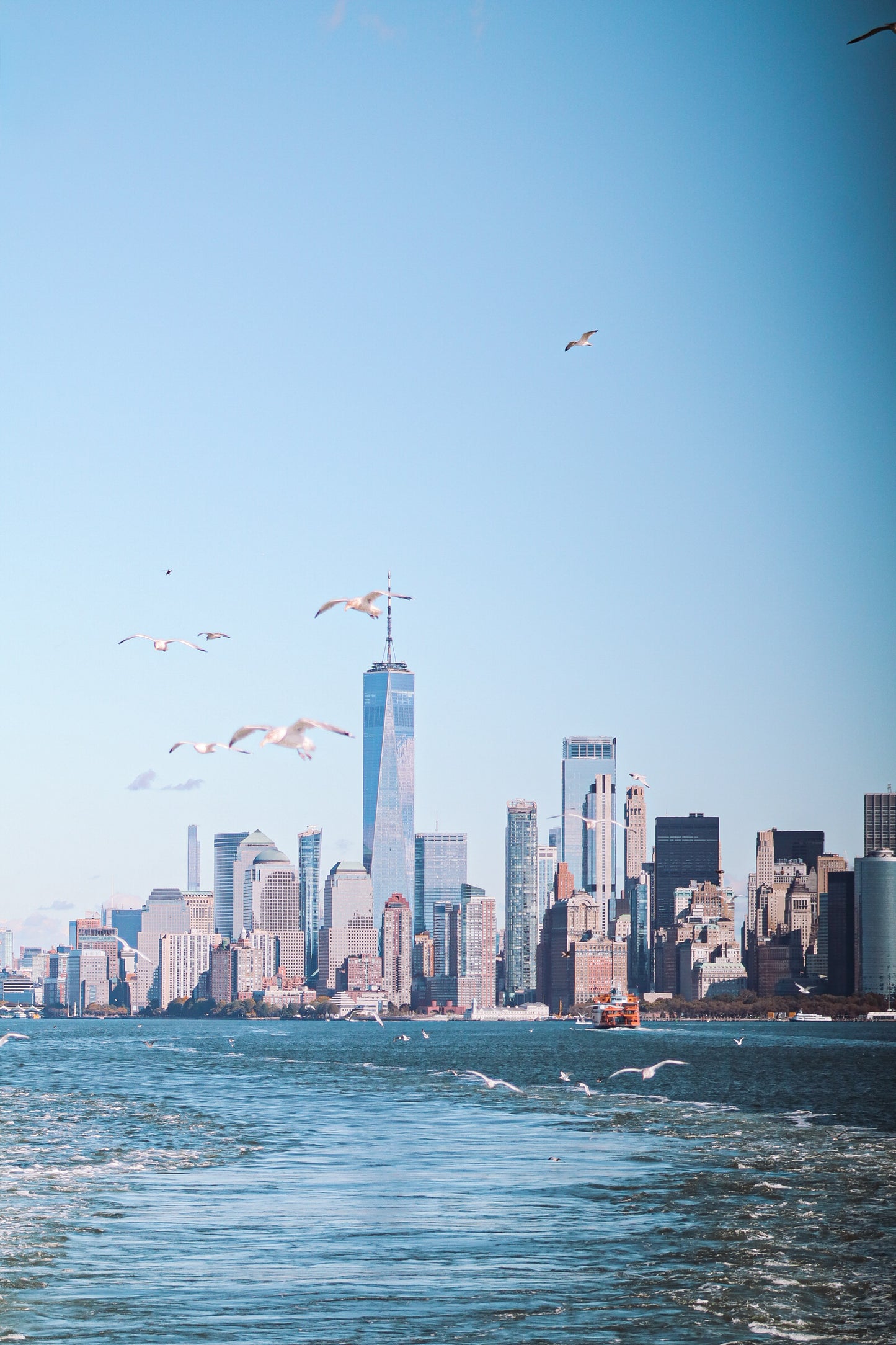 Seagulls