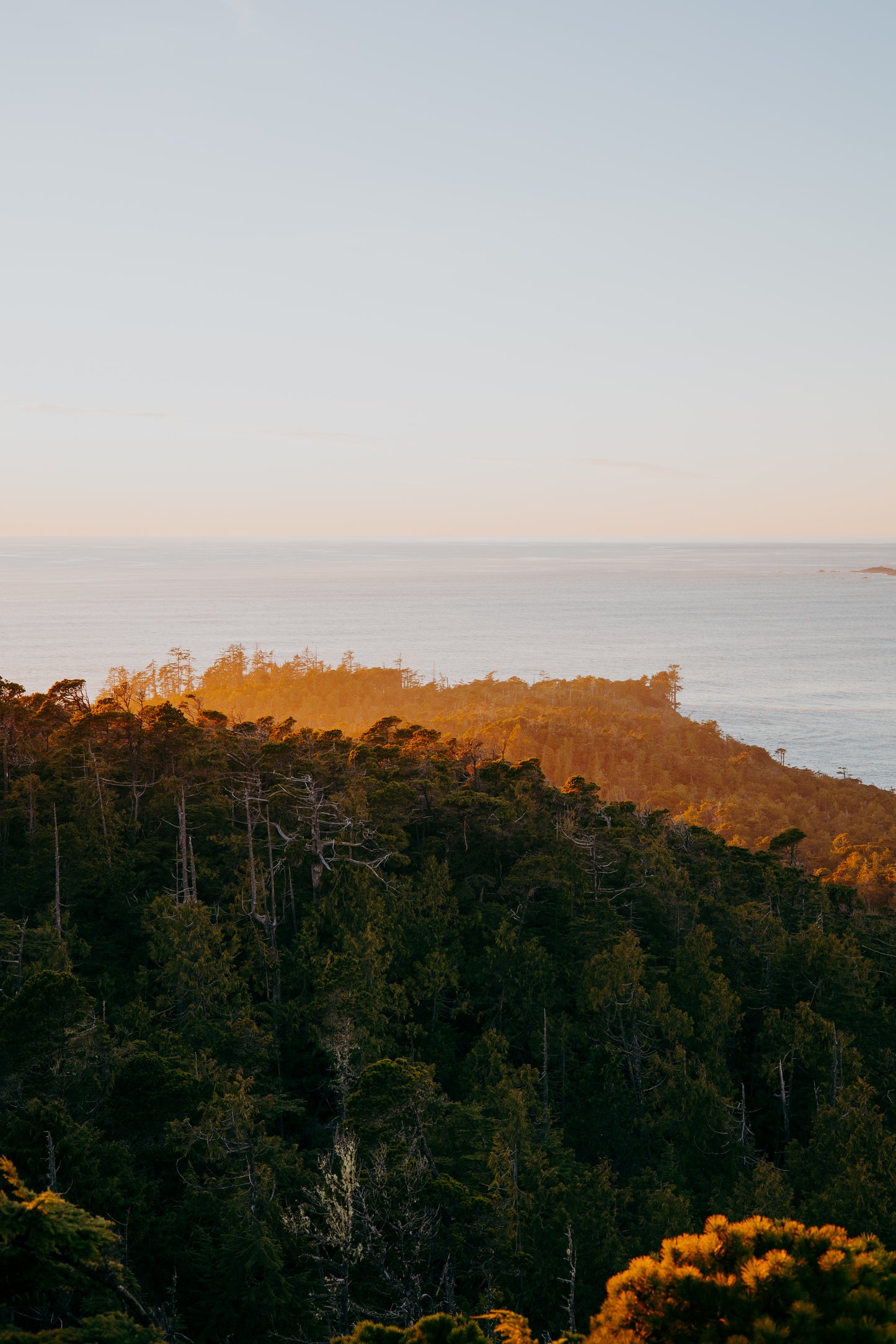 Treeline