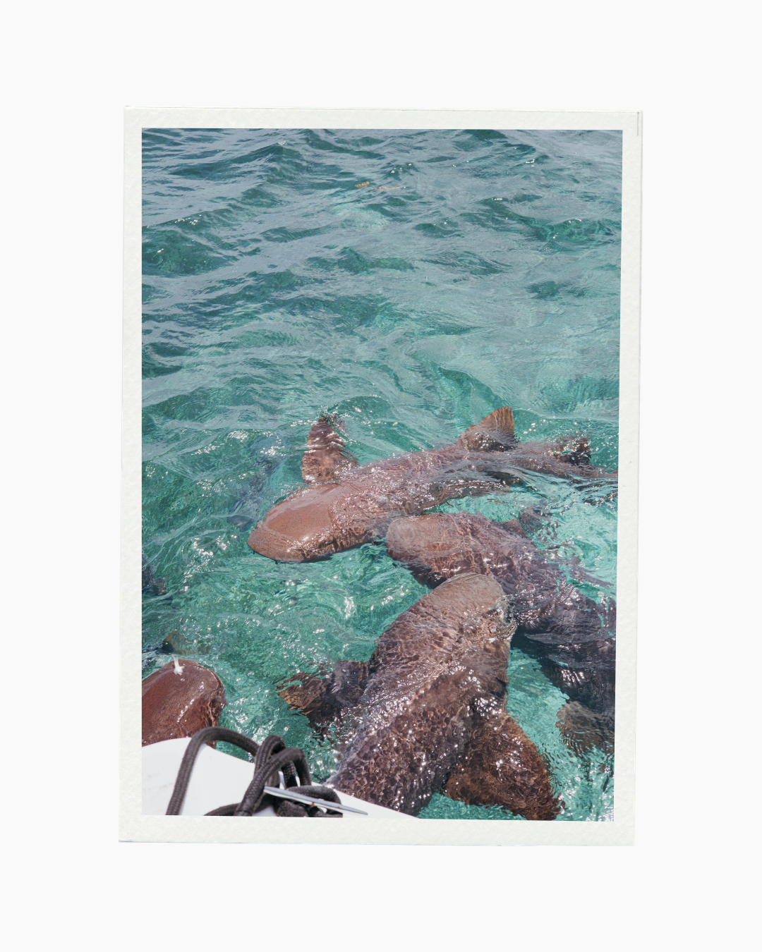 Tiburón