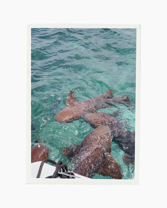 Tiburón