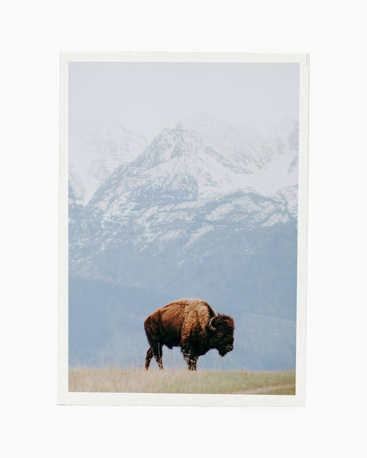 Buffalo II