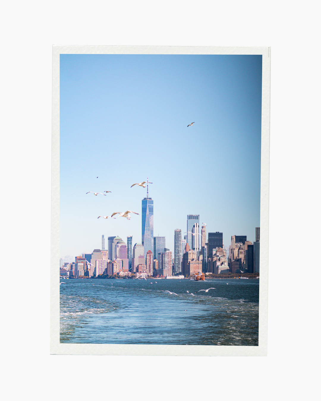 Seagulls